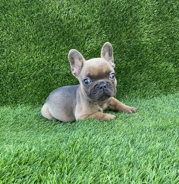 animales y mascotas - Bulldog Francés  4
