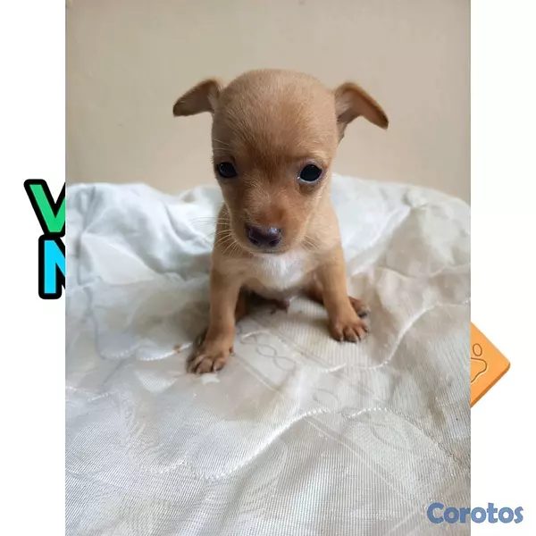 animales y mascotas - Chihuahuas Cabeza de Venado  2