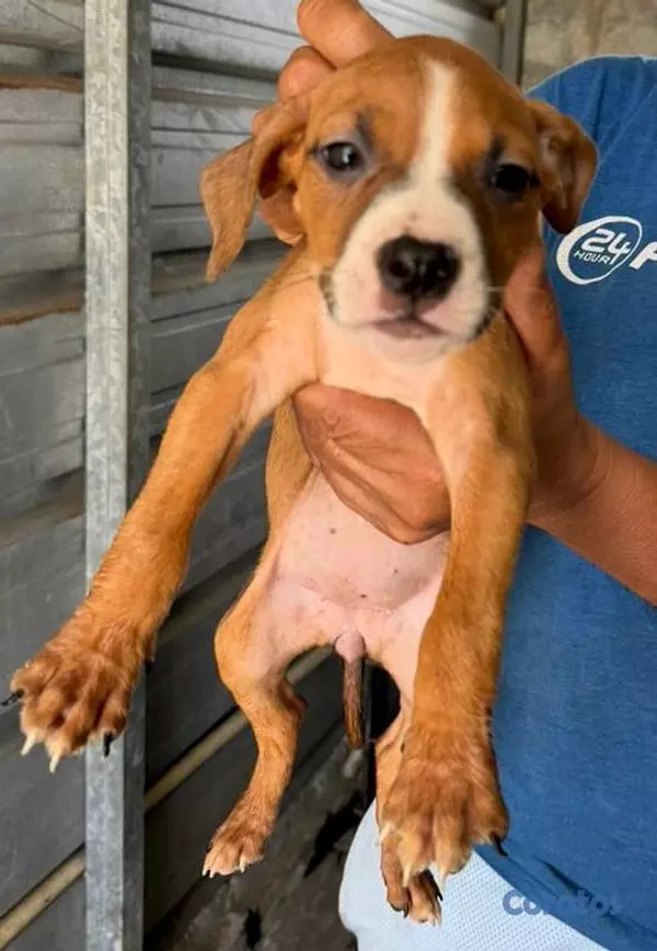 animales y mascotas - Hermosas cachorras American Pitbull Terrier en ven 3