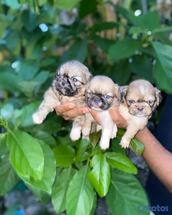 animales y mascotas - Pekinés 1