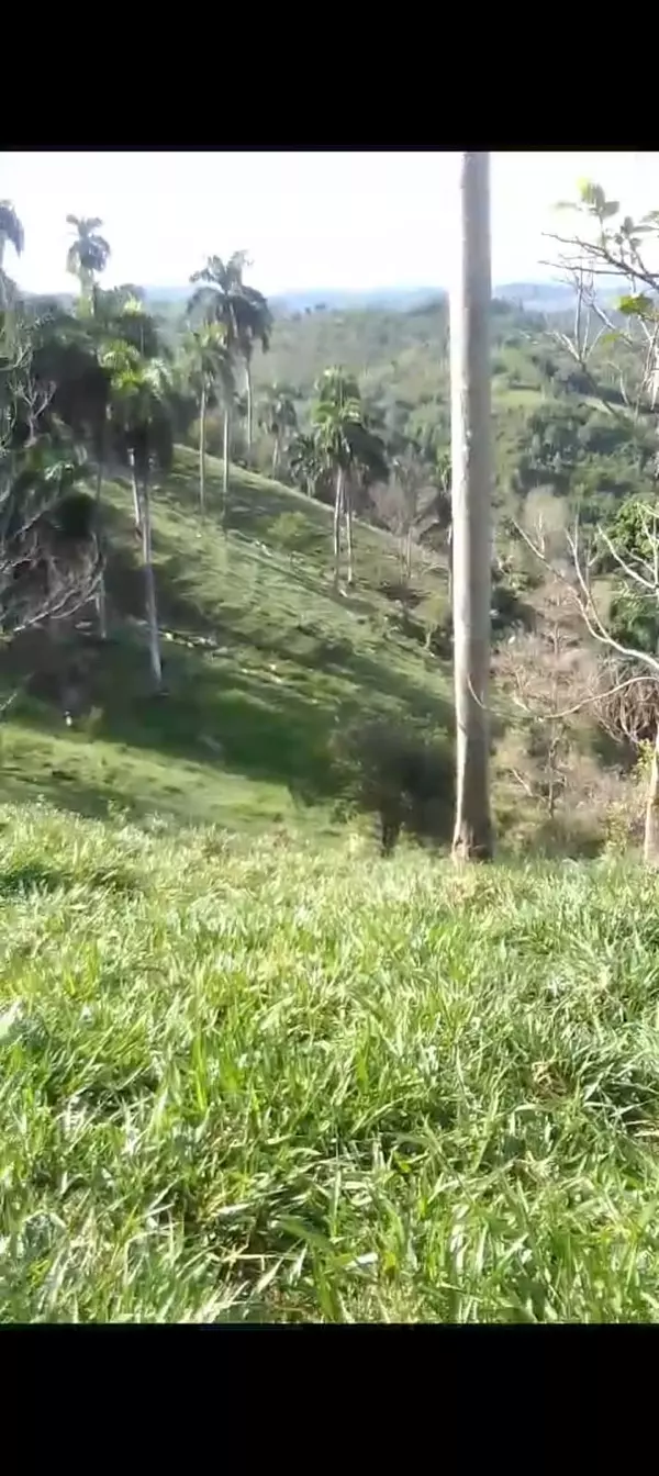 solares y terrenos - finca ganadera en Jamao  5
