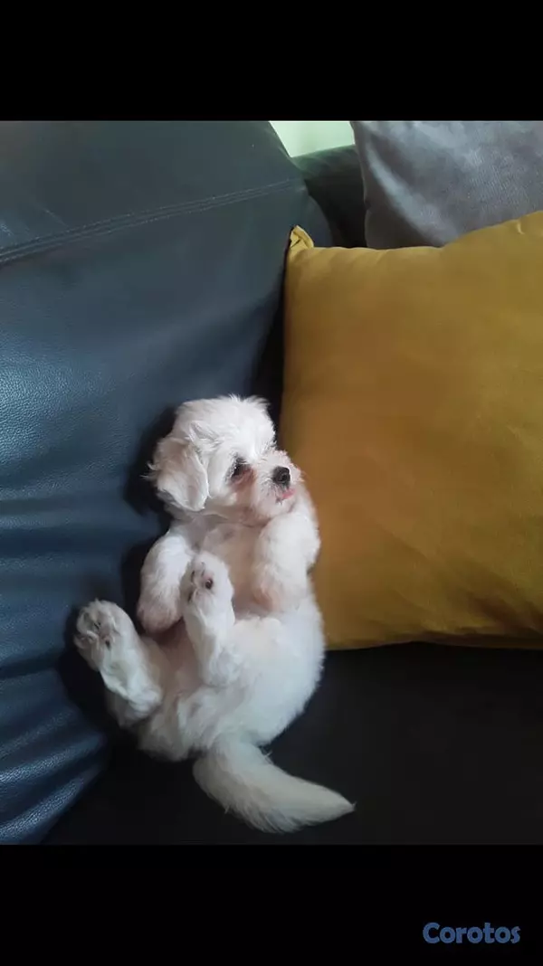 animales y mascotas - Perros maltes  2
