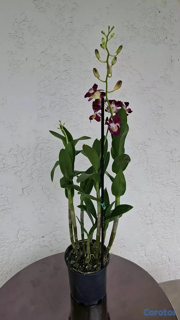 herramientas, jardines y exterior - Orquideas para ti 2