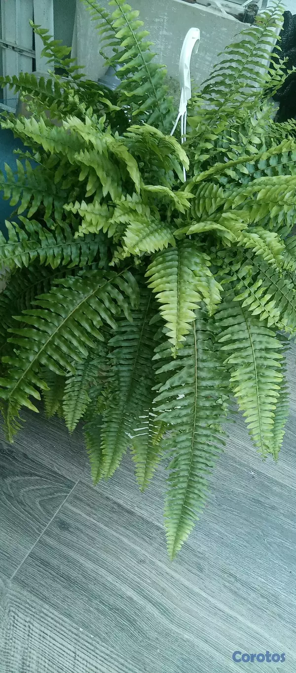 herramientas, jardines y exterior - Helechos Frondosos disponibles 😍 4
