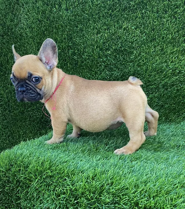 animales y mascotas - Bulldog Francés  5