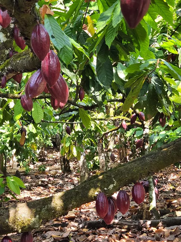 solares y terrenos - Finca 1,500 tareas sembrada de Cacao San Francisco de Macorís 1