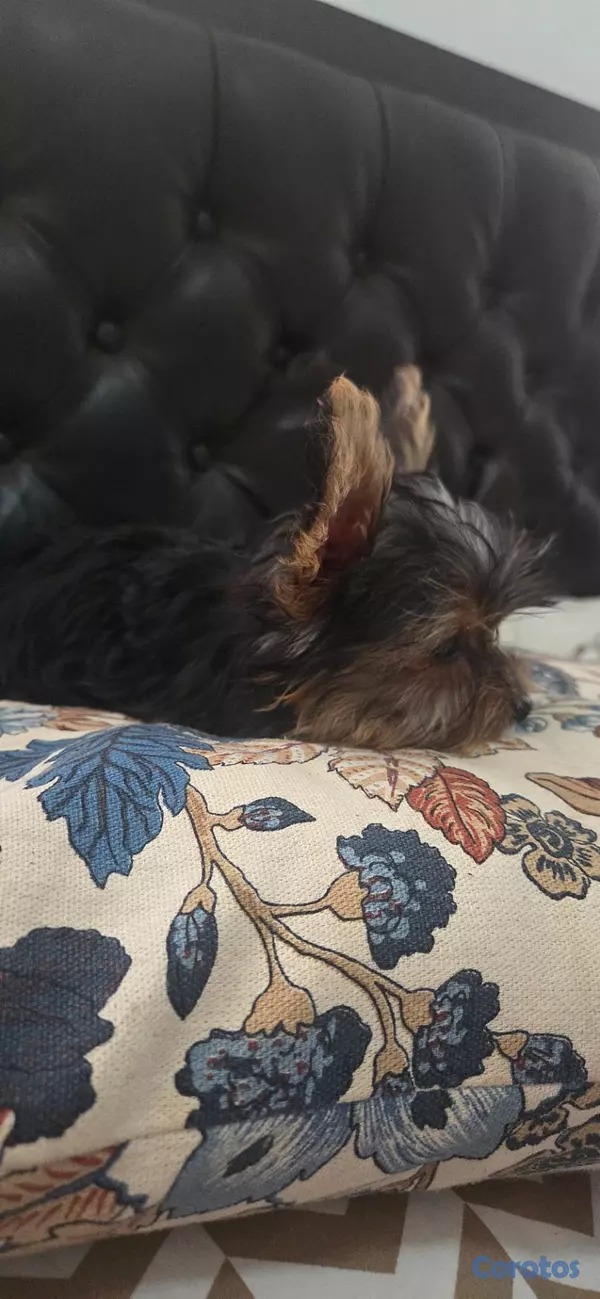 animales y mascotas - Cachorros yorkie 3