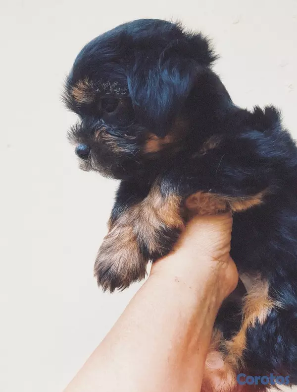 animales y mascotas - Yorkie  3