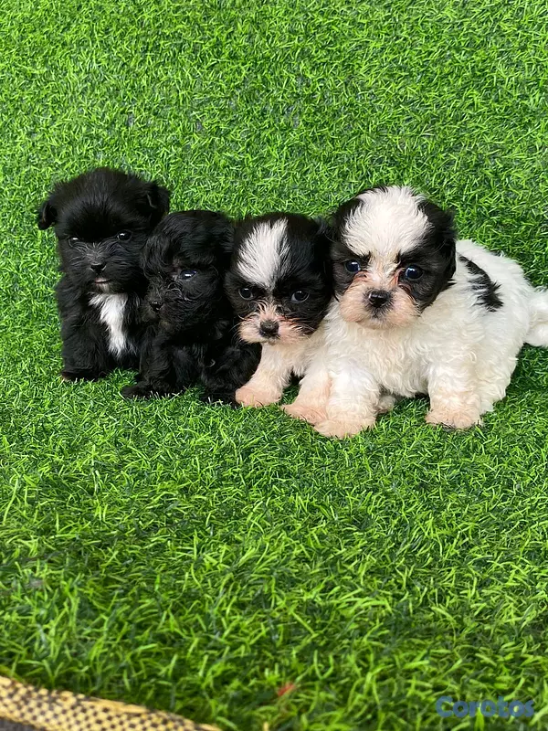 animales y mascotas - hermosos cachorritos de shipoo toy  2