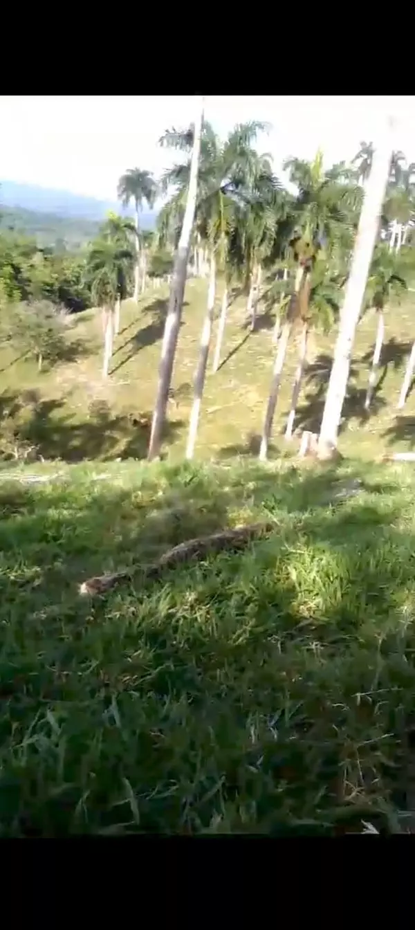 solares y terrenos - finca ganadera en Jamao  6