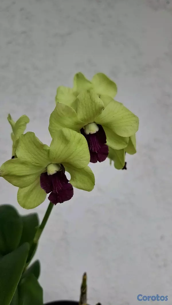 herramientas, jardines y exterior - Orquideas para ti 3