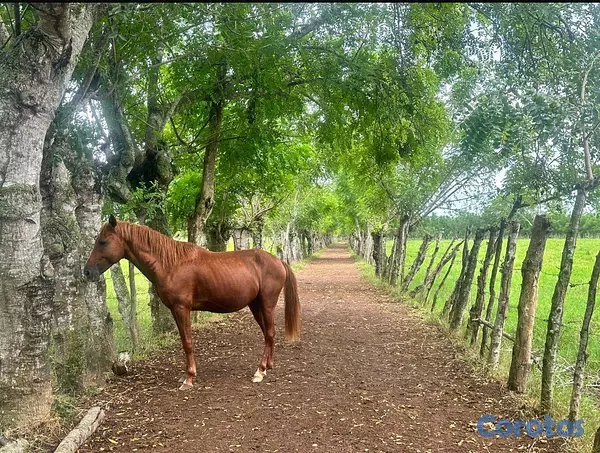 solares y terrenos - En Venta Finca Ganadera en Monte Plata el Hatillo Calle Asfaltada 10