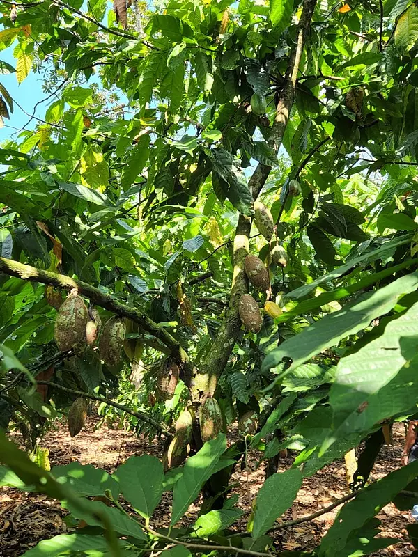 solares y terrenos - Finca 1,500 tareas sembrada de Cacao San Francisco de Macorís 2