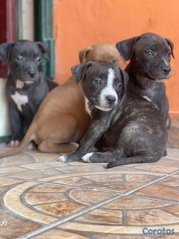animales y mascotas - OFERTA DE MADRE CACHORRO PITBULL AMBOS SEXO EN UBI
