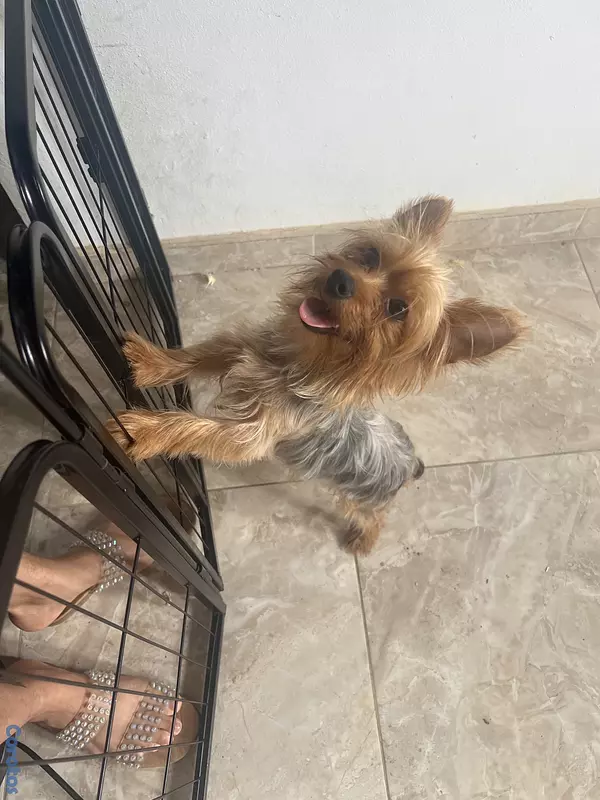 animales y mascotas - Yorkshire, terrier 5