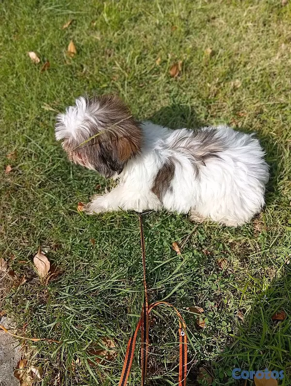 animales y mascotas - HERMOSO SHIHTZU MACHO 💙  9
