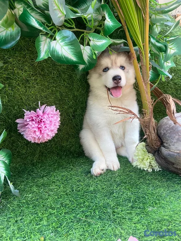 animales y mascotas - husky disponible info dm  2