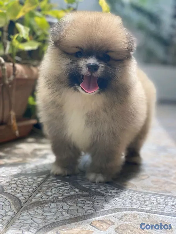 animales y mascotas - hermosos cachorritos  pomerania mini  9