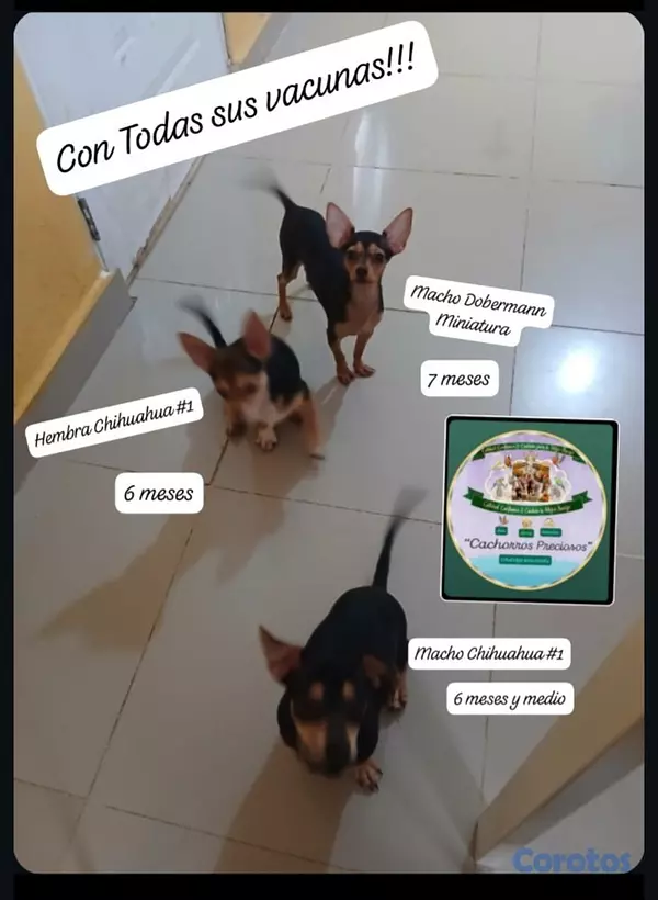 animales y mascotas - Chihuahua, Jack Russell y Pinscher  10