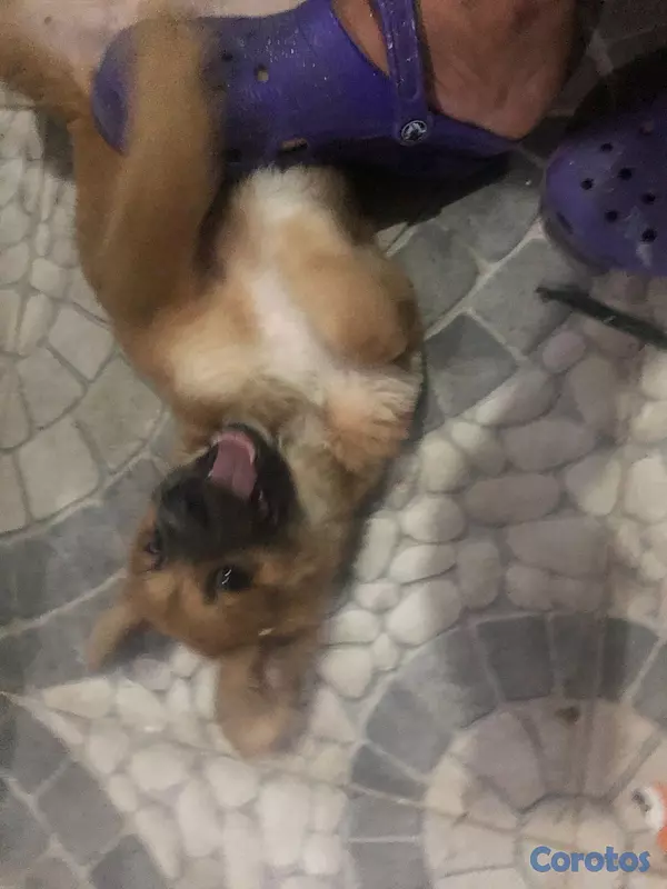 animales y mascotas - vendo cachorro de pastol berga 2 meses hembra bara  3