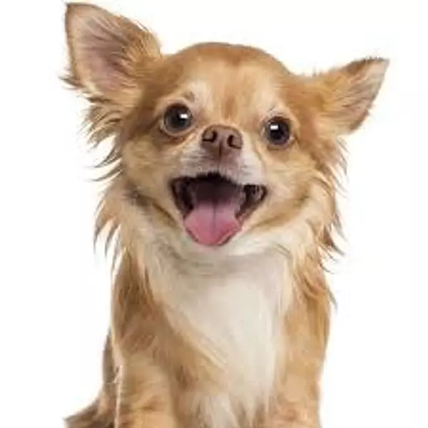 animales y mascotas - Compro o Adopto Chihuahua Adulto 3