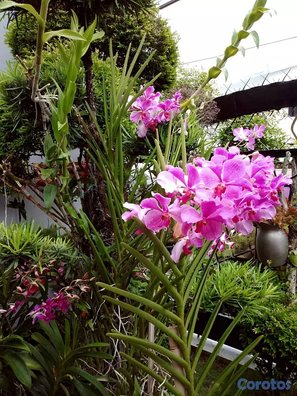 servicios profesionales - Cuidado y mantenimiento de orquídeas a domicilio 3