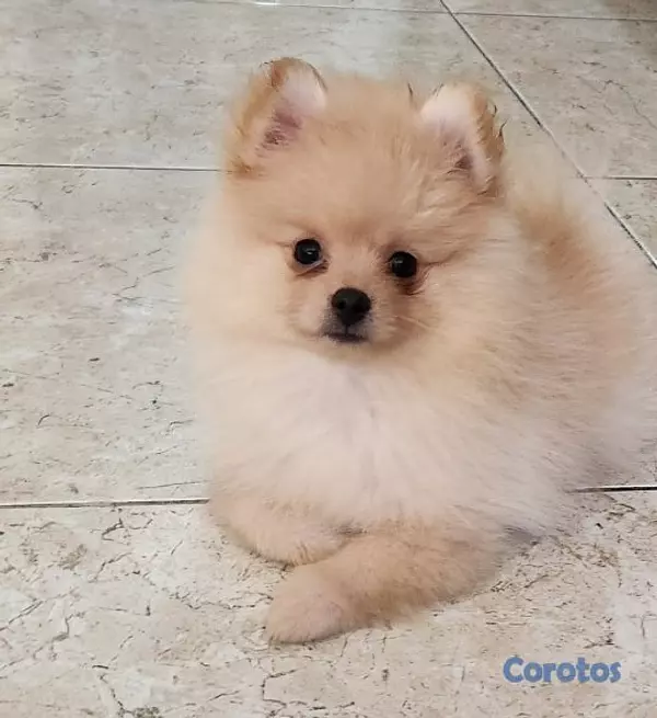 animales y mascotas - CACHORRO MACHO POMERANIA 7