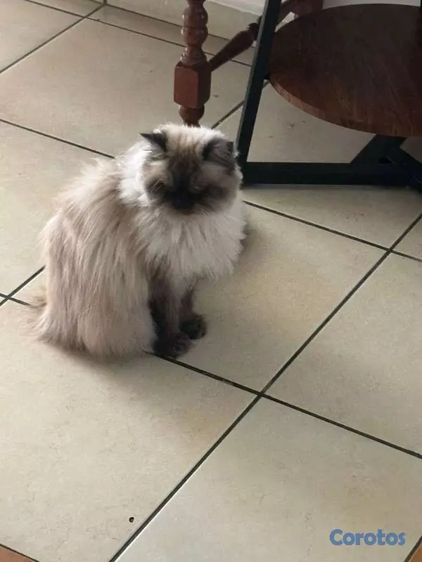 animales y mascotas - Gata Persa Todas sus vacunas al día. 2