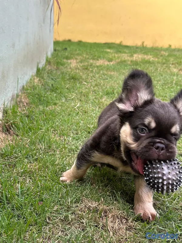 animales y mascotas - Bulldog frances fluffy macho disponible 4