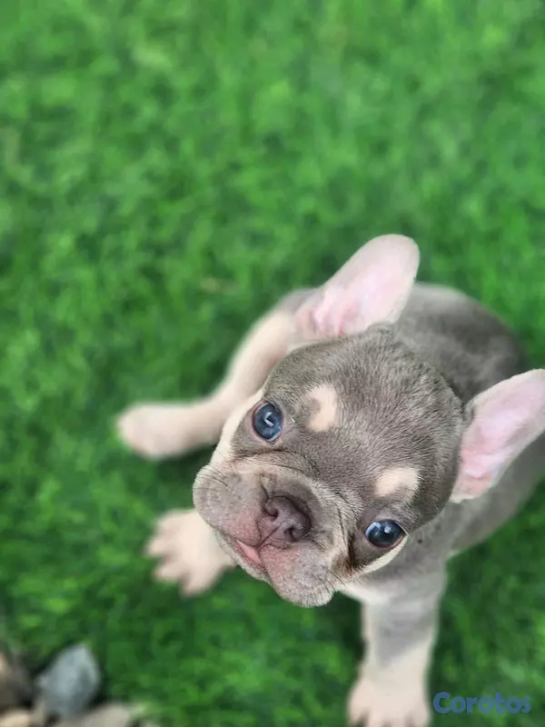 animales y mascotas - hermosos Cachorros buldog frances ambos sexo  8