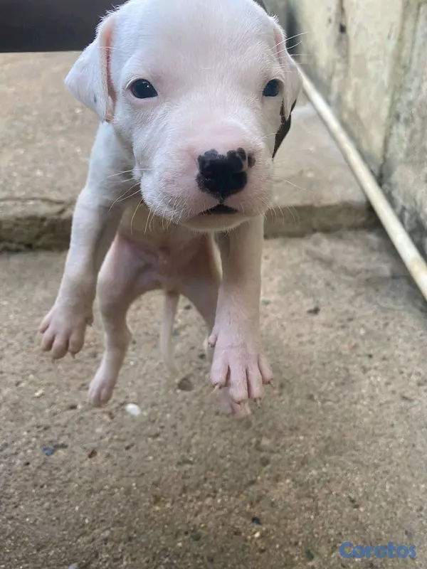 animales y mascotas - dogo argentino  4