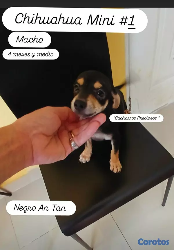 animales y mascotas - Chihuahua #1 y #2 2