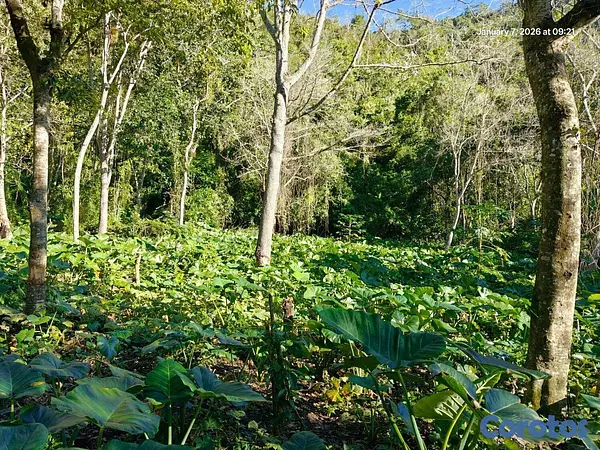 solares y terrenos - Oportunidad: Finca Con Boca De Río. Buena Para Cos 6