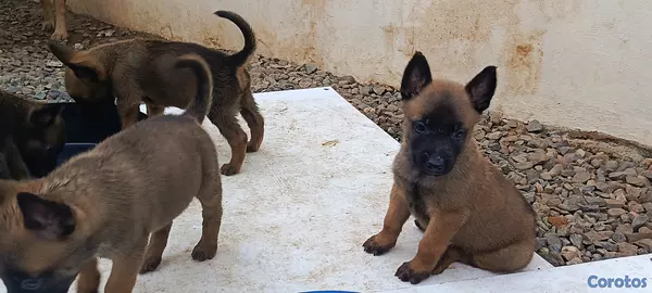 animales y mascotas - PASTOR BELGA MALINOIS  3