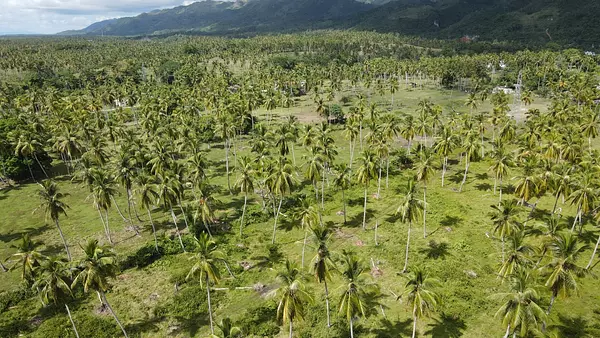 solares y terrenos -  Vendo   Terreno con 46,000.00 Mt2 en Samaná  10