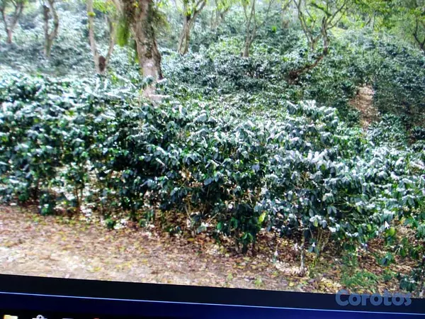 solares y terrenos - Finca de cafe en produccion 2