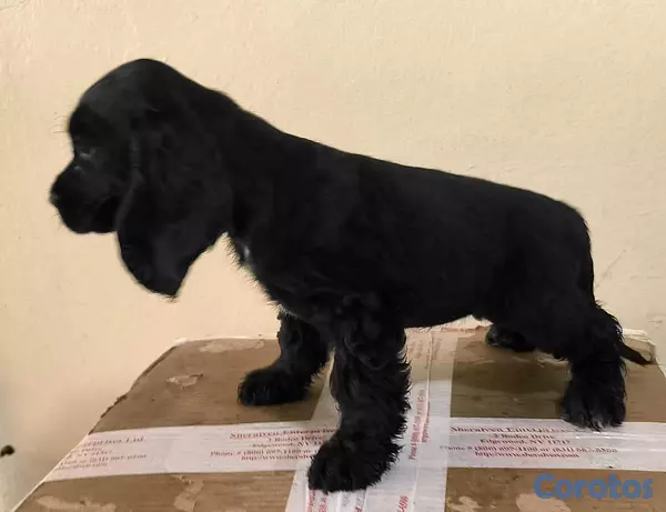 animales y mascotas - Cocker Spaniel Bien Lindos Hembras Y Machos 😍😍 11