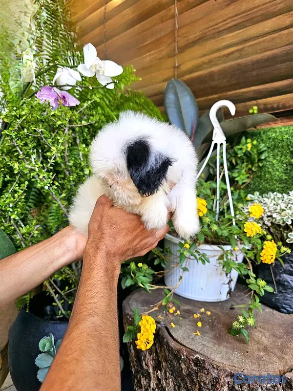 animales y mascotas - Shitzu mini super pequeñito y peluditos 100% 4