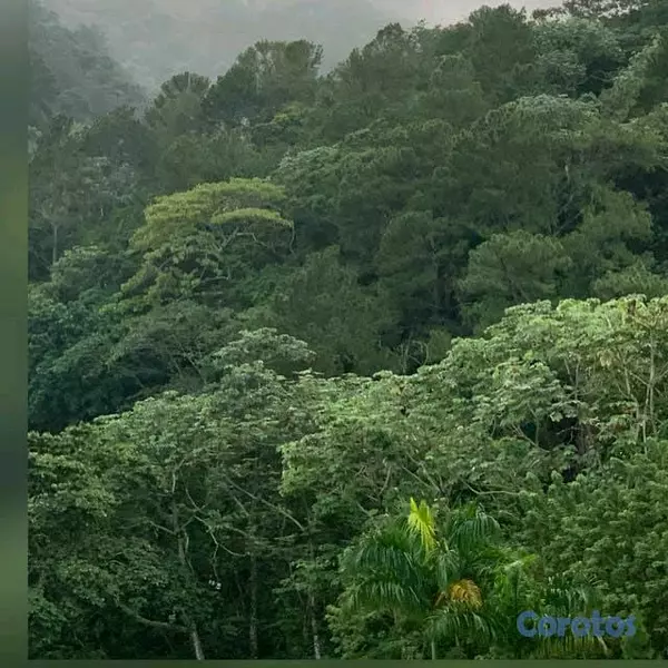 solares y terrenos - Se vende finca en montaña de Moca, las lagunas ideal para cabañas o villas  8