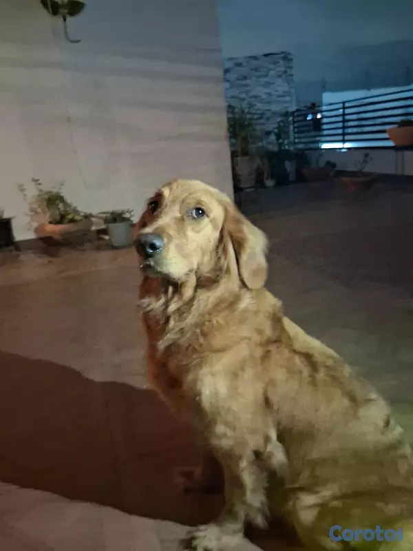 animales y mascotas - Crucé de Golden Retriever con Pastor Suizo... 5