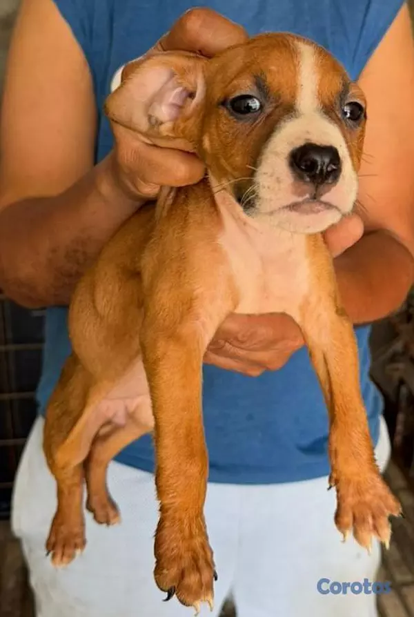 animales y mascotas - Hermosas cachorras American Pitbull Terrier en ven 2