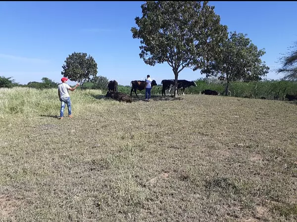 solares y terrenos - Finca 1,500 Tareas en Cabezas de Toros, Guayubin 5