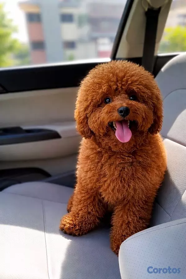 animales y mascotas - Poodle hembras minis toy  1