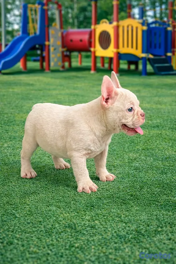 animales y mascotas - hermosa cachorrita Buldog frances hembra  2