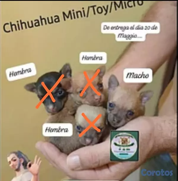 animales y mascotas - Chihuahua Mini/Toy/Micro  3