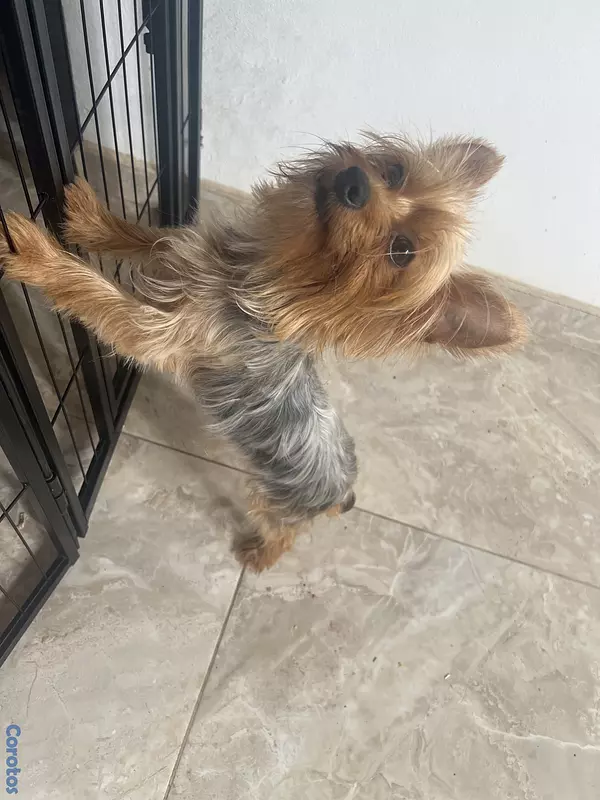animales y mascotas - Yorkshire, terrier 6