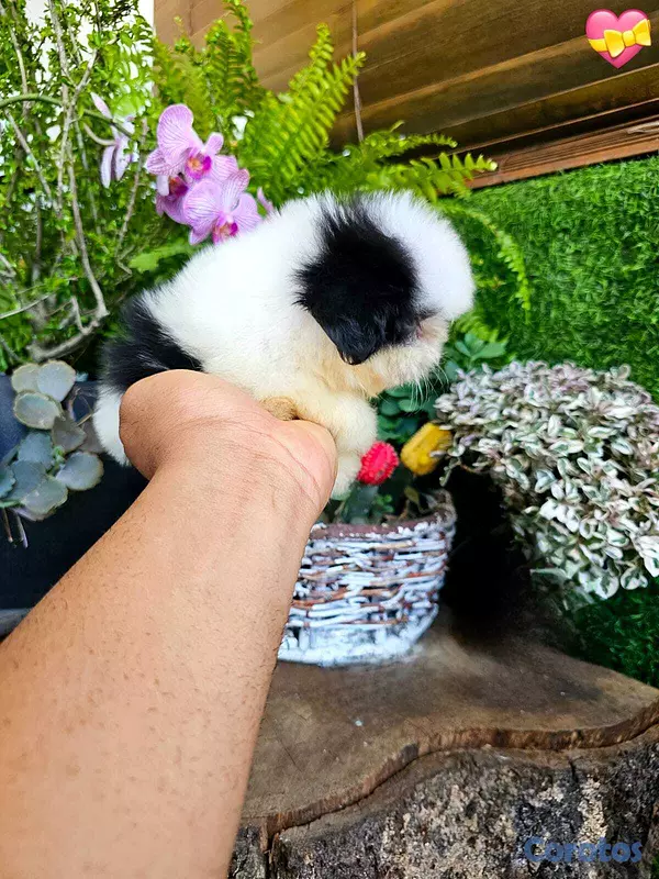 animales y mascotas - Hermosos Shitzu mini (Hembra y macho) super pequeñ 6