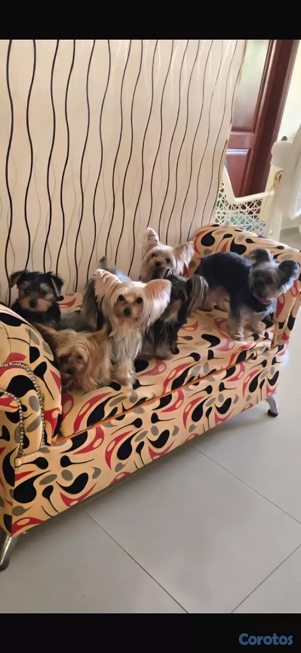 animales y mascotas - Yorkie  2