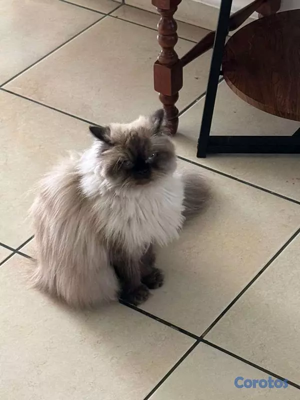 animales y mascotas - Gata Persa Todas sus vacunas al día. 3