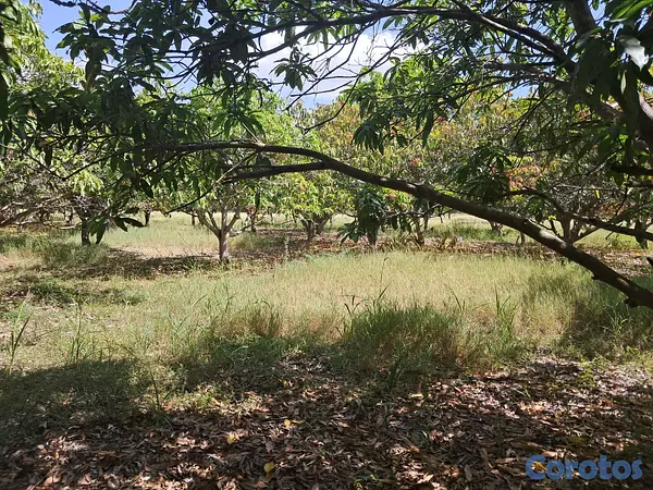 solares y terrenos - DE OPORTUNIDAD 50 TAREAS EN EL CRUCE DE OCOA 2